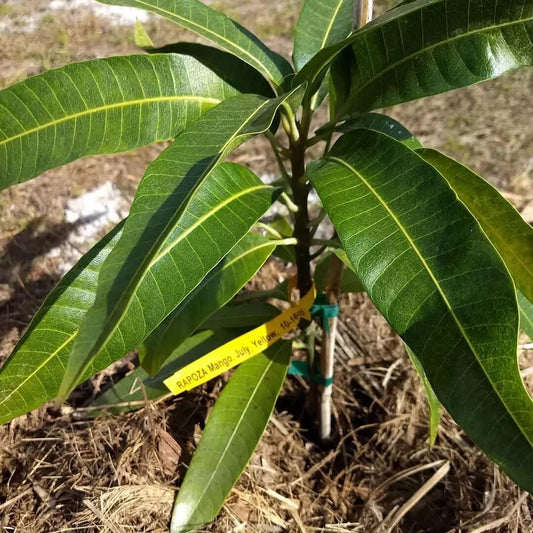 RAPOZA Grafted MANGO Tree 3Gal Pot