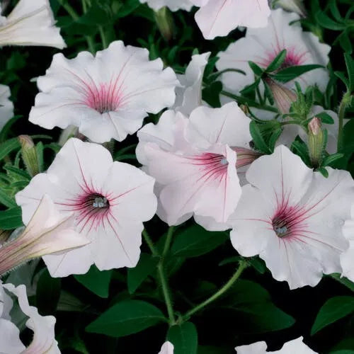 1 Quart Pot Live Plant Petunia Supertunia Vista 'Silverberry', Proven Winners