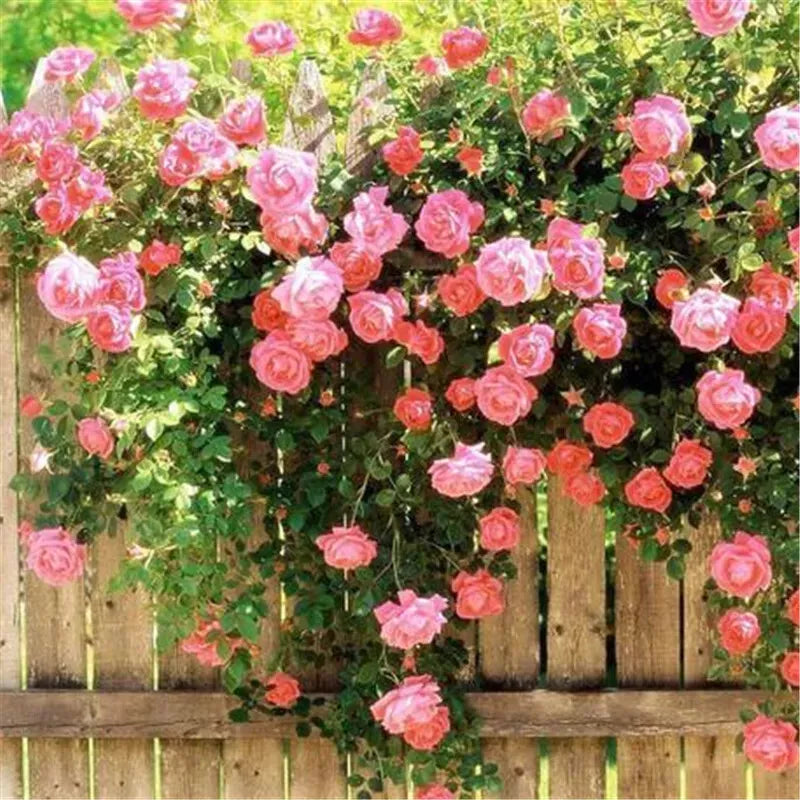 20 CLIMBER ROSE FLOWER SEEDS rare exotic "Pink"