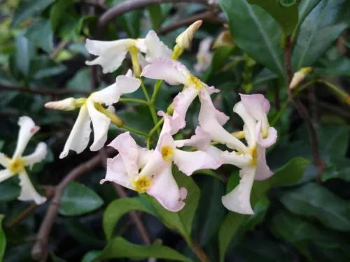 ONE Live Plant Fragrant Flowers Spring to Fall PINK SHOWERS Confederate Jasmine Vine