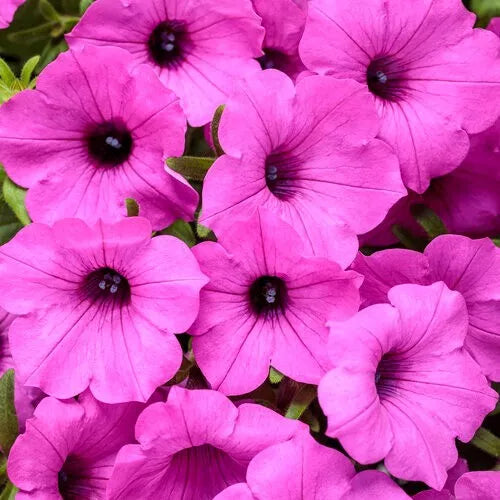 1 Quart Pot Live Plant Petunia Supertunia Vista 'Jazzberry', Proven Winners