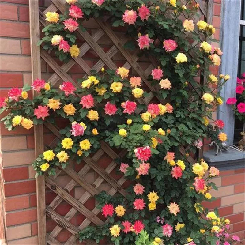 20 CLIMBER ROSE FLOWER SEEDS rare exotic "Color Changer"