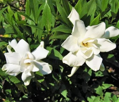 (2.5 QT) Frost Proof Gardenia ( cape jasmine ) Live Plant