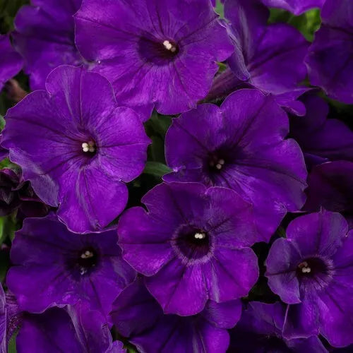 1 Quart Pot Live Plant Petunia Supertunia 'Royal Velvet', Proven Winners