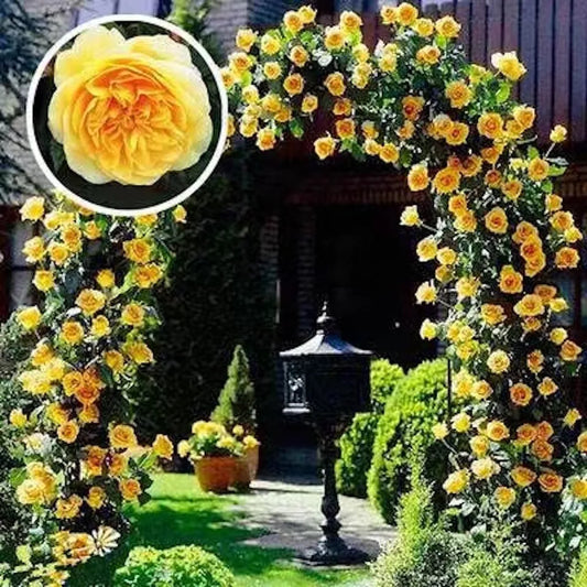 20 CLIMBER ROSE FLOWER SEEDS rare exotic "Yellow"