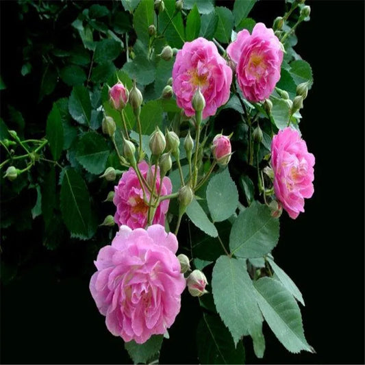 20 CLIMBER ROSE FLOWER SEEDS rare exotic "Fuchsia Pink"