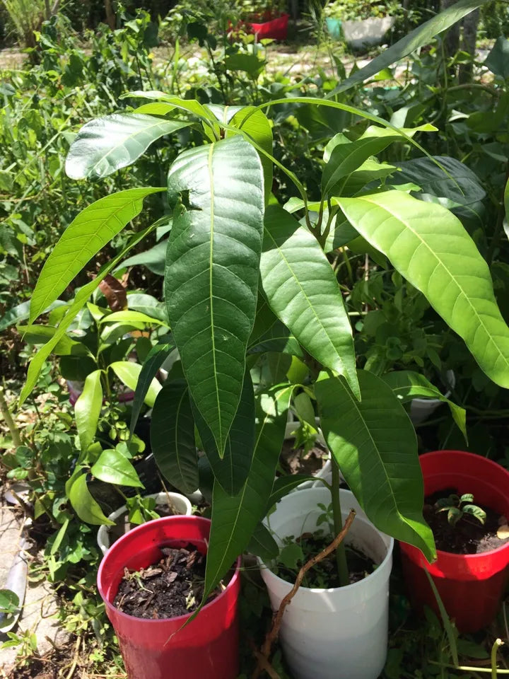 Mango Tree in The Pot / Red Mango Seeding Fruit Tree 10”- 14”