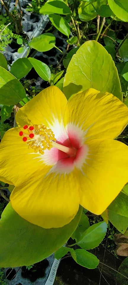 STARTER LIVE PLANT 3 TO 5 INCHES TALL EXOTIC HAWAIIAN YELLOW HIBISCUS