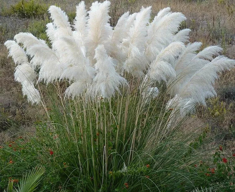 100+ White Pampas Grass Seeds Ornamental Grass Non-GMO