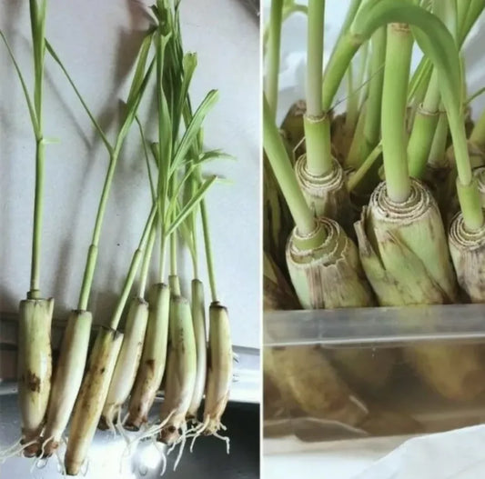 2pcs Fresh Lemongrass Stalks Ready to Plant