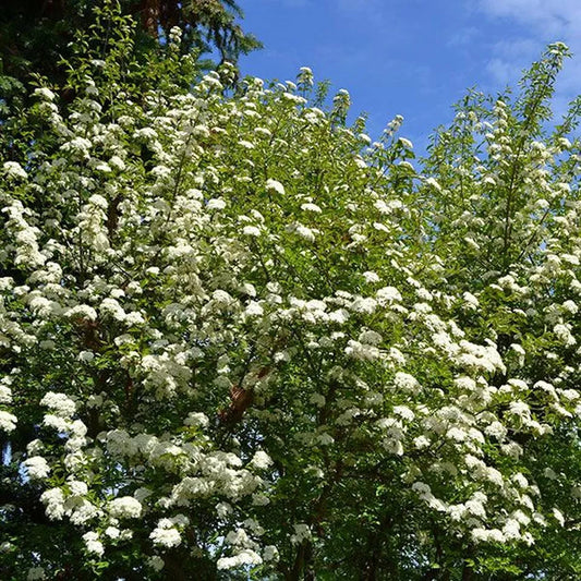 1pc Black Haw Viburnum (Viburnum prunifolium) 6-12" tall Live Plant