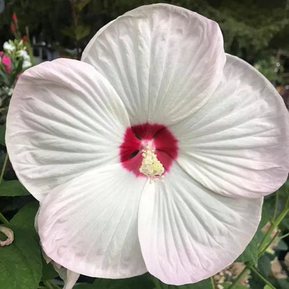 100+ Seeds Red/Pink/White Hibiscus Hardy Perennials