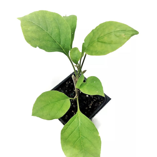 1pc Bougainvillea Live Plant Well Rooted "JAMES WALKER" starter/plug plant 3" pot