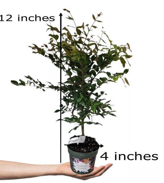 Brazilian Grape Jaboticaba Fruit Tree Plant Unique Unusual Pre Bonsai Starter