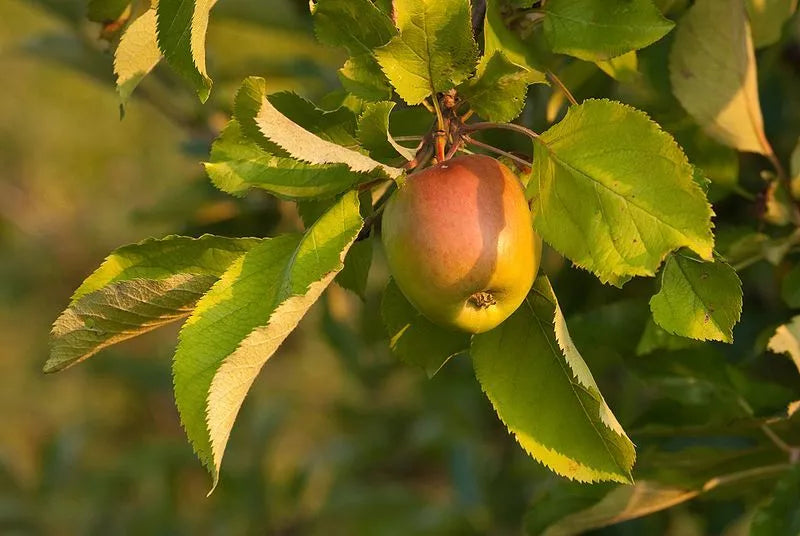 120 Seeds European Crab Apple (French Crabapple) Malus sylvestris