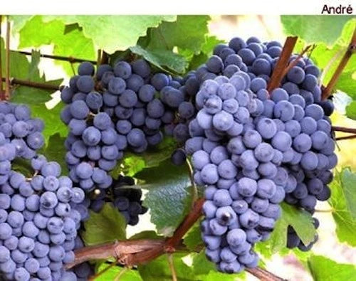 Blue Grapes Cuttings - 30 Fresh Green - ANDRE Variety - Hardy & Resistant - Cold Zone Adaptable - No Chemical Protection