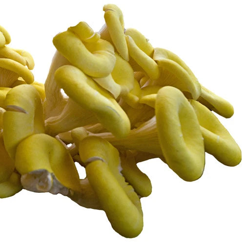 Gold Oyster Liquid Culture Syringe 10cc - Pleurotus Citrinopileatus - Edible Mushroom Cultivation