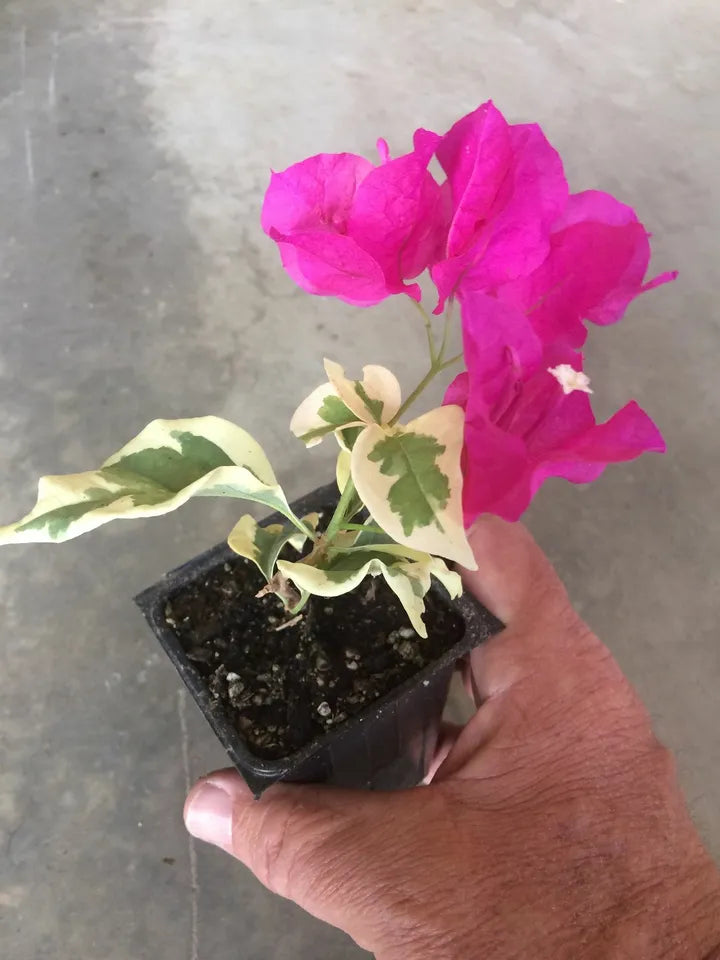 (1) Bougainvillea - 'Raspberry Ice' Live Plant