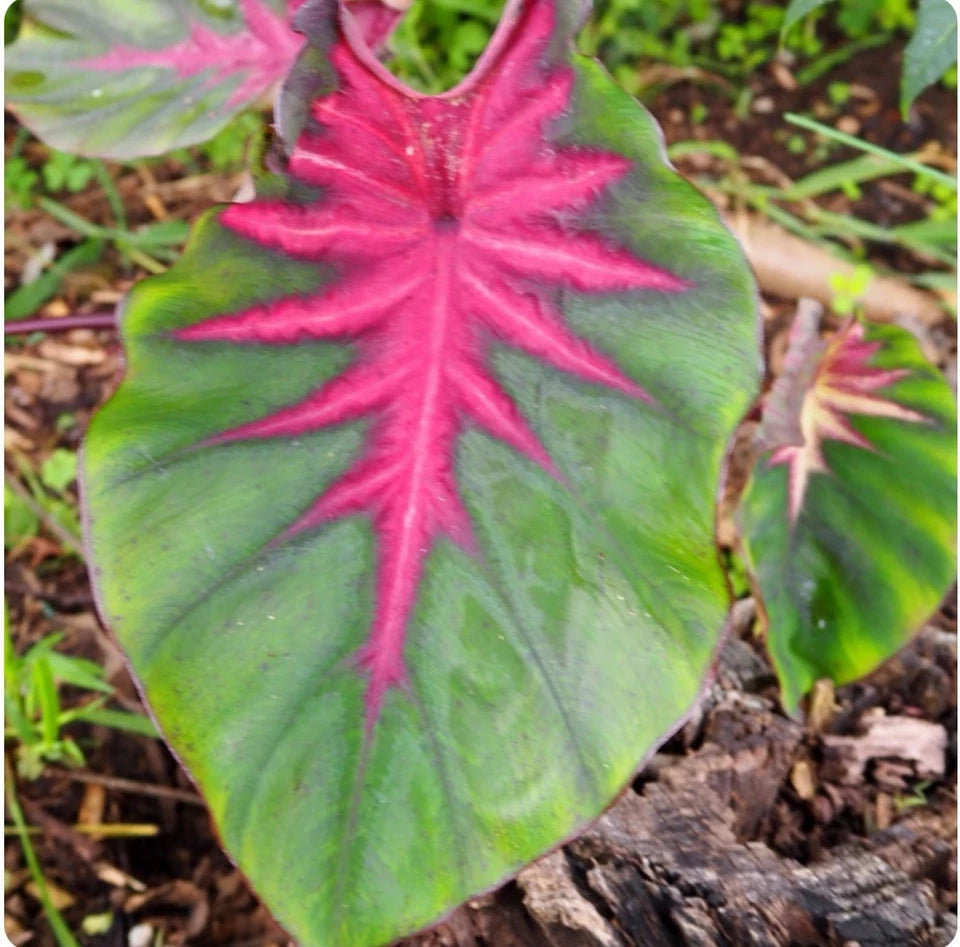 Madeira Star Elephant Ear Plant - Small Rooted Starter, Hot Pink Veins, Colocasia esculenta - Perfect for Shady Gardens