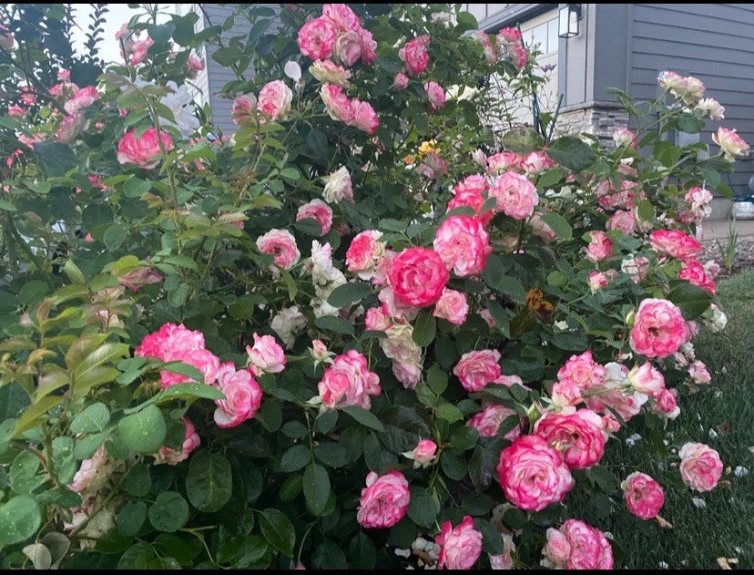Cherry Parfait Grandiflora Rose Cuttings 5-8" Long 3 Stems - Disease Resistant, Multi-Color Blooms, Lightly Fragrant, MEIsponge