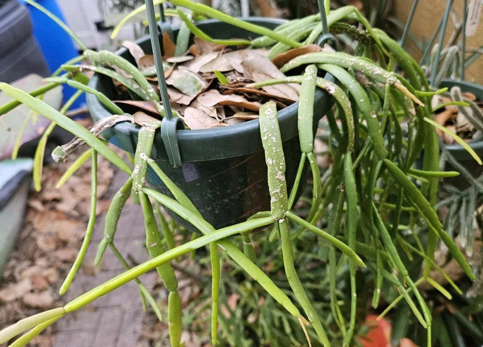 Rhipsalis Cuttings - 3 Cuttings of 4 Inches - Rhipsalis micrantha SEL77-2732 - Rare Tropical Plant for Collection