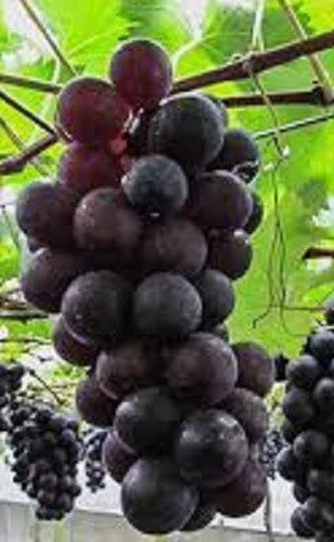 Grape Vines Cuttings - 3 Kyoho Grape Cuttings for Propagation - Vitis labrusca Hybrid
