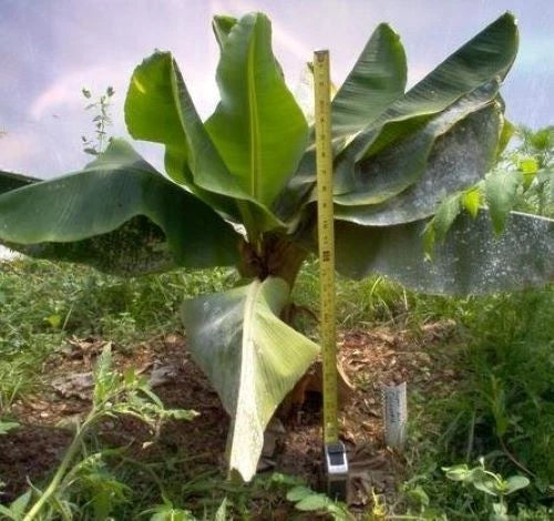 Dwarf Cavendish Banana Plant - Small Rooted Starter - Musa acuminata - Live Indoor/Outdoor Banana Tree in Pot