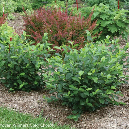 Aronia Black Chokeberry Cuttings, Set of 12 Unrooted, Aronia melanocarpa, 6-8 Inches, Hardy Zones 3-8
