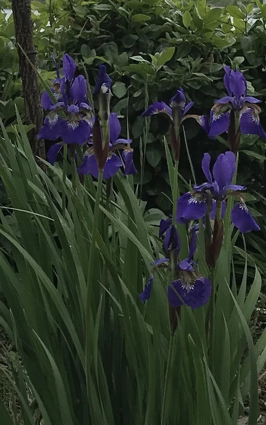 Blue/Violet Siberian Iris Live Rhizomes - 3-5 Root Clump - Drought-Resistant Perennial (Iris sibirica) for Garden Elegance