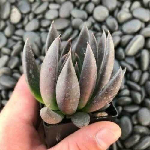 Echeveria Succulent Starter Plant - Black Knight - Rooted Echeveria Affinis - Drought-Tolerant Houseplant for Indoor Decor