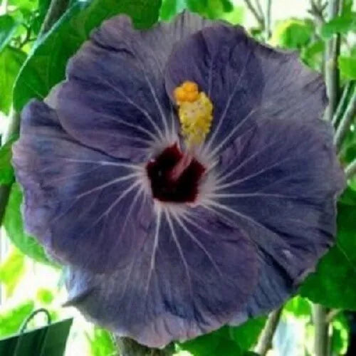 20 Purple Silver Hibiscus Seeds Flowers Perennial