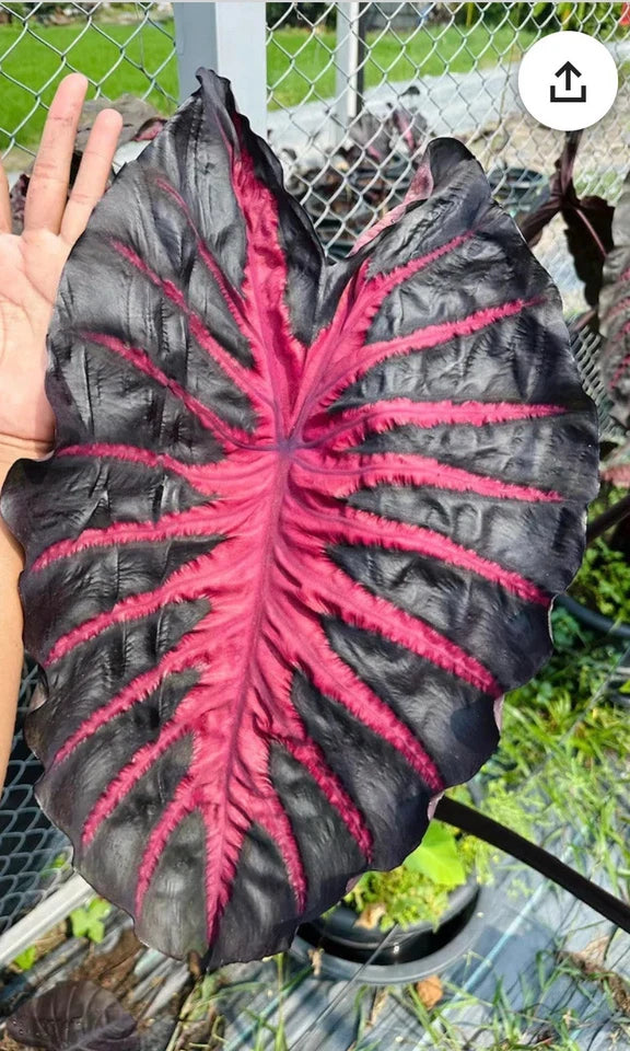 Colocasia esculenta Elephant Ear Plant - Small Rooted Starter - Healthy Tropical Houseplant - Perfect for Indoor/Outdoor Decor