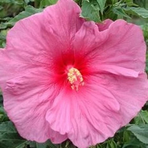 Bush Hibiscus Plant 2.5" Pot Fantasia Pink Flower Hibiscus 'Fantasia' Rare Hardy Perennial for Gardens