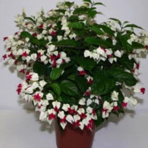 Bleeding Heart Starter Plant - Rooted White & Red Blooms - Clerodendrum thomsoniae - Fast Growing Bare Root Plant