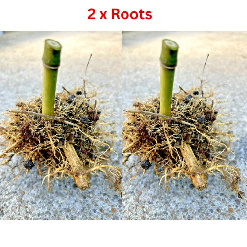 Live MOSO Bamboo Roots - 2 Pack, Approx 5 in Tall - Phyllostachys edulis
