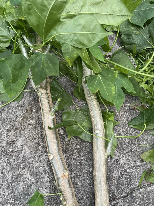 15 Chaya Tree Spinach Cuttings - Cnidoscolus aconitifolius - Hawaiian Volcanic Soil Superfood for Nutritional Excellence