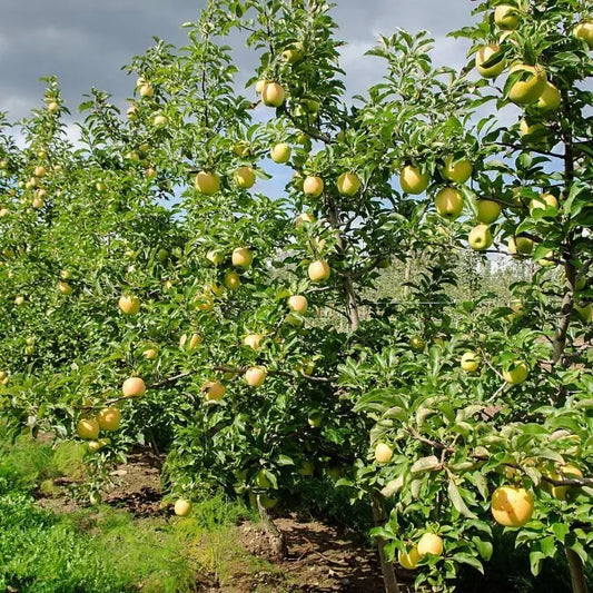 2 Plants YELLOW DELICIOUS Apple Tree QT Pot 12-18in