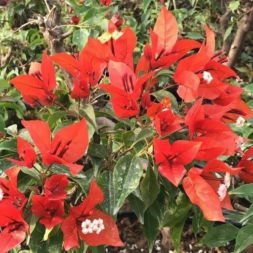 Well Rooted Bougainvillea Starter Plant - Flame Variety - Bougainvillea glabra - USA Seller - Healthy & Ready to Grow