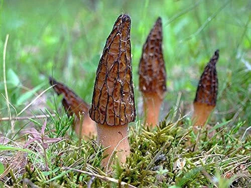 Black Morel Mushroom Spores Grow Kit - True Black Morel Spores in Sawdust Bag for Gardening - Morchella spp.