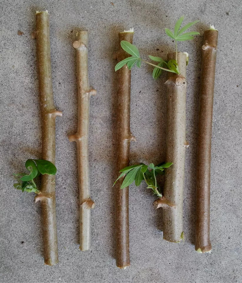 5 Unrooted Cuttings Cassava Yuca "red" (Manihot esculenta)