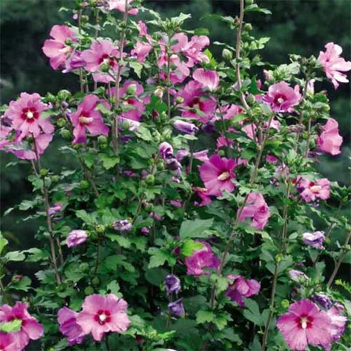 10 Seeds Hibiscus syriacus Violet Satin | Rose of Sharon