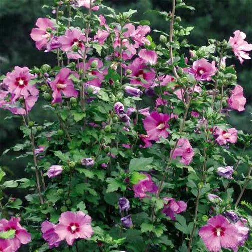 10 Seeds Hibiscus syriacus Violet Satin | Rose of Sharon