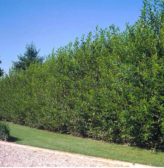 40 Austree Hybrid Willow Tree Cuttings 10 Inch Fast Growing Fresh Cuttings Salix Matsudana x Alba