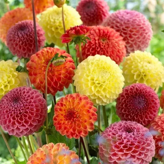 40 Dahlia Pompon Mix seeds