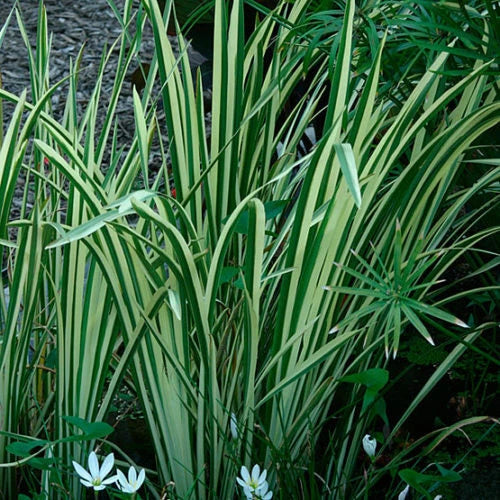 Rooted Live Variegated Sweet Flag Plant - Acorus calamus - Hardy Aquatic Marginal for Pond/Bog - Gold or White Variety