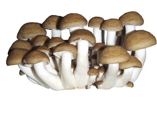 Brown Beech Liquid Culture Syringe 10cc - Hypsizygus tessellatus - Fast-Acting Mycelium for Mushroom Cultivation