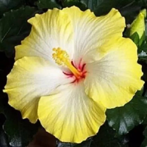 20 Yellow White Hibiscus Perennial Flower Seeds