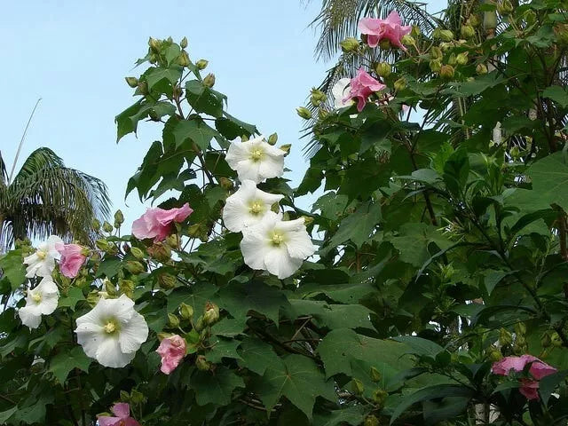 50 Seeds Hibiscus mutabilis Single Cotton Confederate Rose