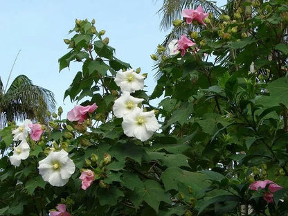 50 Seeds Hibiscus mutabilis Single Cotton Confederate Rose