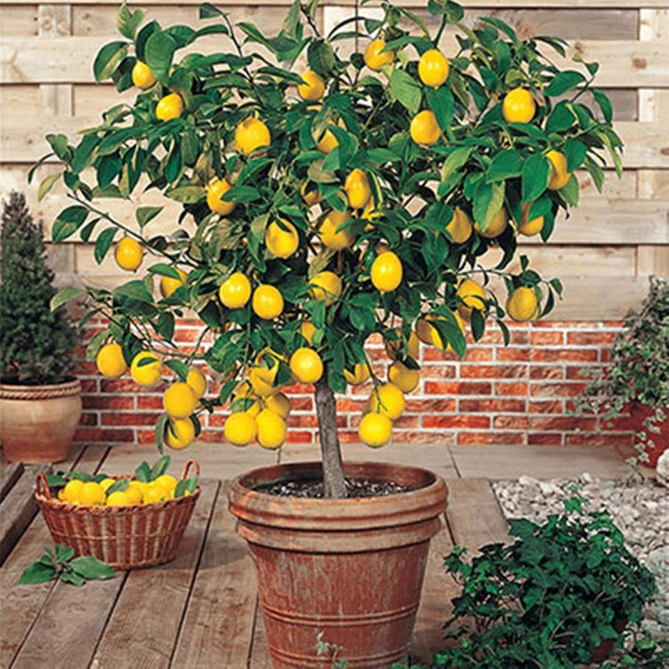 Meyer Lemon Tree - 8-14" Live Citrus Plant in 10" Pot - Citrus × meyeri - Flowering & Fruiting Indoor Plant